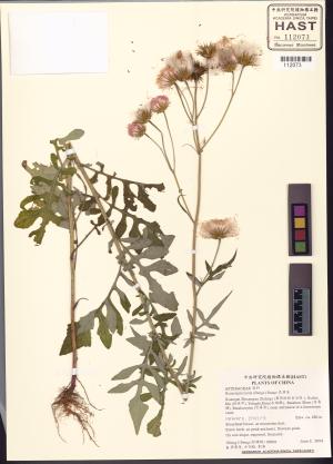 <a href="https://brmas.openmuseum.tw/muse/digi_object/fb495f68fba941dbc756d9e01dd9ea54" target="_blank">泥胡菜／中央研究院生物多樣性研究博物館植物標本館 (HAST)</a>