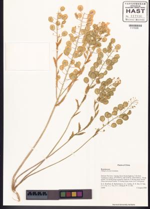 <a href="https://brmas.openmuseum.tw/muse/digi_object/fb56424b3f951facd5d5f4774468ffdc" target="_blank">凹果菥蓂／中央研究院生物多樣性研究博物館植物標本館 (HAST)</a>