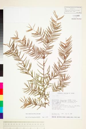 <a href="https://brmas.openmuseum.tw/muse/digi_object/fb56a3a4a6bf9c3a761ee6c59e20344f" target="_blank">南洋紅豆杉／中央研究院生物多樣性研究博物館植物標本館 (HAST)</a>