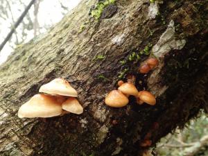 Pholiota nameko(光滑環銹傘)