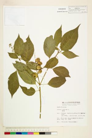 <a href="https://brmas.openmuseum.tw/muse/digi_object/fb8f4ea40c7331750c92145b44178c4f" target="_blank">巴豆／中央研究院生物多樣性研究博物館植物標本館 (HAST)</a>