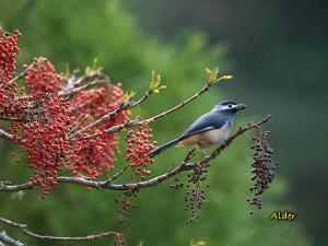 20090813_380467_White-eared_Sibia_1233.jpg