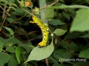 <a href="https://taieol.tw/muse/digi_object/e1b8dff01738dc3ef5d21d7dc5cffe71" target="_blank">人面天蛾／By：chinaberryhuang／iNaturalist</a>