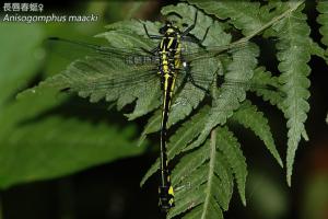 11-02 長唇春蜓