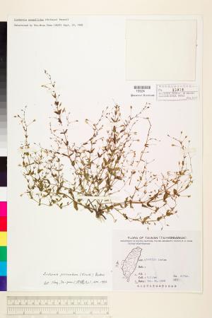 <a href="https://brmas.openmuseum.tw/muse/digi_object/fbb1a677ce46309ffb5fdeff66569cc7" target="_blank">陌上草／中央研究院生物多樣性研究博物館植物標本館 (HAST)</a>