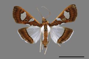<a href="https://fact.tfri.gov.tw/muse/digi_object/19c7c7162eaa625c6292a997f7e2c69b" target="_blank">Glyphodes actorionalis／林業試驗所昆蟲標本館</a>