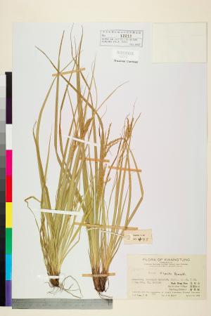 <a href="https://brmas.openmuseum.tw/muse/digi_object/fbd00db9695a791c1614d9c22b11c8fc" target="_blank">具舌薹／中央研究院生物多樣性研究博物館植物標本館 (HAST)</a>