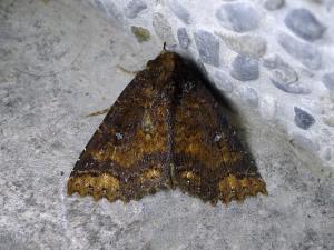 <a href="https://taieol.tw/muse/digi_object/e7d1ada3725e40f3e95a342094f0d299" target="_blank">Hypersypnoides punctosa／By：Hsiengan Huang／臺灣物種名錄(TaiCOL)</a>