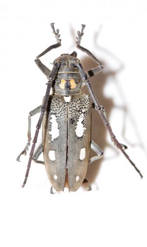 無花果天牛 Batocera rubus albofasciata