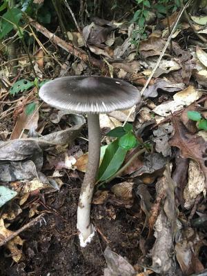 Amanita atrofusca(暗褐鵝膏)