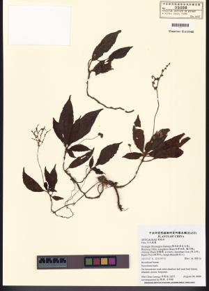 <a href="https://brmas.openmuseum.tw/muse/digi_object/fc06d0c55600fd22a76e374d8322801c" target="_blank">冷水麻屬／中央研究院生物多樣性研究博物館植物標本館 (HAST)</a>