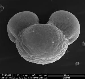 <a href="https://ntm-naturearchive.openmuseum.tw/muse/digi_object/49a7e2cd5aba76043d6ff28e5309212c" target="_blank">臺灣冷杉／國立臺灣博物館</a>