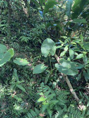 <a href="https://taieol.tw/muse/digi_object/63ef2e035f5e24ed722d6a730a9abee4" target="_blank">姑婆芋／By：dongjin／iNaturalist</a>