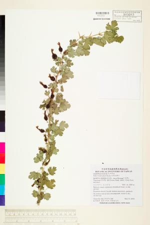 <a href="https://brmas.openmuseum.tw/muse/digi_object/fc54e41e4392b1dc8c481cd91ef5ccd5" target="_blank">台灣茶藨子／中央研究院生物多樣性研究博物館植物標本館 (HAST)</a>