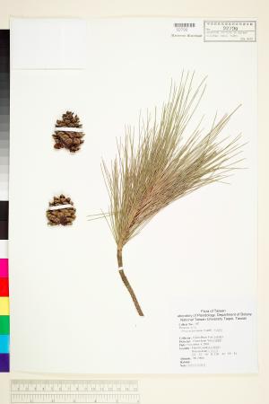 <a href="https://brmas.openmuseum.tw/muse/digi_object/fc672888c7097b0d3020cc730761d156" target="_blank">馬尾松／中央研究院生物多樣性研究博物館植物標本館 (HAST)</a>