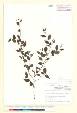 <a href="https://brmas.openmuseum.tw/muse/digi_object/fc7544c096250918f2b55bb37f0886bd" target="_blank">燈稱花／中央研究院生物多樣性研究博物館植物標本館 (HAST)</a>