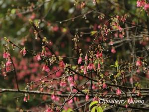 <a href="https://taieol.tw/muse/digi_object/caf5c48558d5a9a535274bbfc6124f98" target="_blank">山櫻花／By：chinaberryhuang／iNaturalist</a>