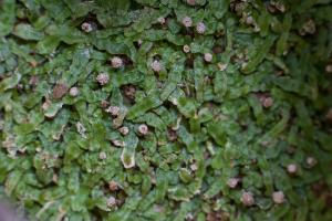 <a href="https://taieol.tw/muse/digi_object/65e596a19c56cbcabaa3746aa480c763" target="_blank">Asterella wallichiana／By：姚奎宇／太魯閣國家公園管理處</a>