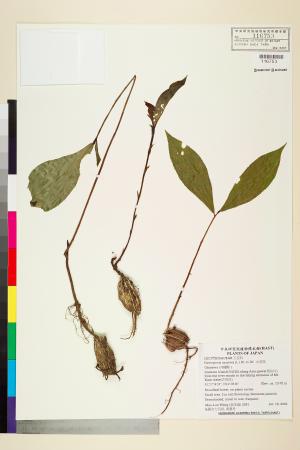 <a href="https://brmas.openmuseum.tw/muse/digi_object/fcb63e8077f3a9ed18b59bb7f6411ff7" target="_blank">水茄苳／中央研究院生物多樣性研究博物館植物標本館 (HAST)</a>