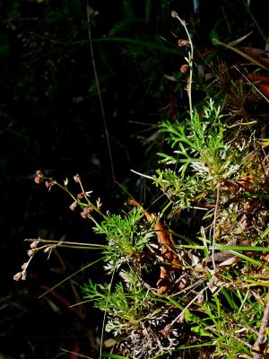 <a href="https://taieol.tw/muse/digi_object/cc4f4b9fd0b8829abef1021caf6fc9a5" target="_blank">高山艾／By：chenjacy／iNaturalist</a>