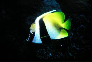 <a href="https://fishdb.sinica.edu.tw/muse/digi_object/1caf39f5aa87f1de3cc8f747862bc940" target="_blank">Heniochus monoceros@fishdb-media-116／郭道仁</a>