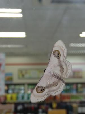 <a href="https://taieol.tw/muse/digi_object/fc5e9d63e8866e20254637a2d9cd952a" target="_blank">Problepsis conjunctiva／By：papilioshih／iNaturalist</a>