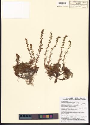 <a href="https://brmas.openmuseum.tw/muse/digi_object/fccd337ddde23b22dd3c87e3c7f2e65f" target="_blank">玉山艾／中央研究院生物多樣性研究博物館植物標本館 (HAST)</a>
