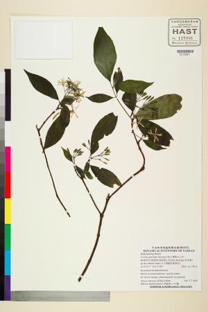 <a href="https://brmas.openmuseum.tw/muse/digi_object/fcce6169ad758c0bebeb3c3938b8d767" target="_blank">薄葉玉心花／中央研究院生物多樣性研究博物館植物標本館 (HAST)</a>
