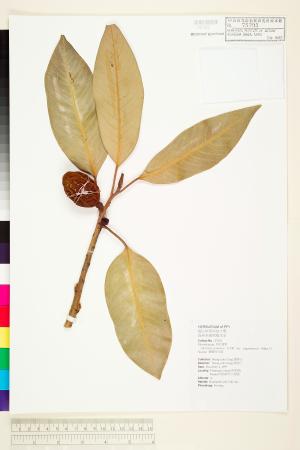 <a href="https://brmas.openmuseum.tw/muse/digi_object/fcf6bfe9a79e8d5a35d40a1891228778" target="_blank">蘭嶼肉豆蔻／中央研究院生物多樣性研究博物館植物標本館 (HAST)</a>