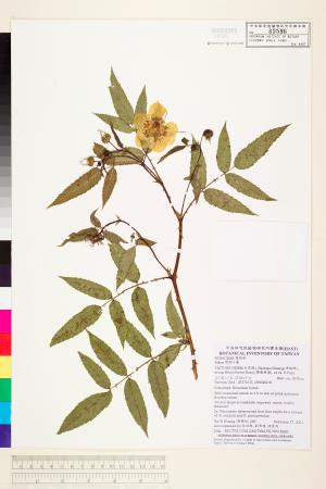 <a href="https://brmas.openmuseum.tw/muse/digi_object/fcfdbfa14506e5dd7130bb6891c2d2d2" target="_blank">細葉懸鉤子／中央研究院生物多樣性研究博物館植物標本館 (HAST)</a>