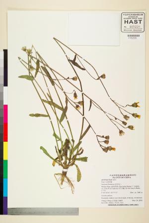 <a href="https://brmas.openmuseum.tw/muse/digi_object/fd00f466d1cb9116a5b5a8e2c3becbe6" target="_blank">毛連菜屬／中央研究院生物多樣性研究博物館植物標本館 (HAST)</a>
