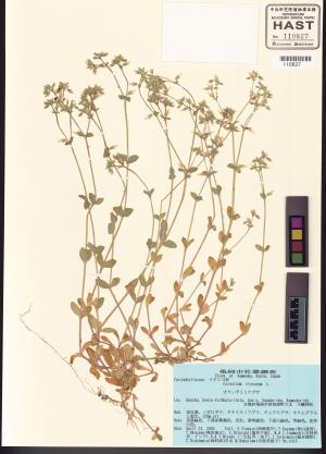 <a href="https://brmas.openmuseum.tw/muse/digi_object/fd18ca498fa7fdde72307f0c29fde4da" target="_blank">卷耳屬／中央研究院生物多樣性研究博物館植物標本館 (HAST)</a>
