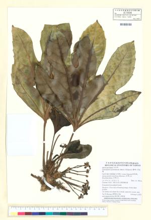 <a href="https://brmas.openmuseum.tw/muse/digi_object/fd19422b35cf4bbd1c6d4afa26fc1e87" target="_blank">蘭嶼八角金盤／中央研究院生物多樣性研究博物館植物標本館 (HAST)</a>