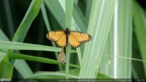 <a href="https://taieol.tw/muse/digi_object/8d512f59f01a7e6499b08b12f8cc2468" target="_blank">Acraea issoria／By：lin-sun-fong／iNaturalist</a>