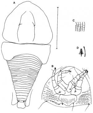 Soleula taiwanensis Huang, 2001