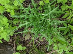 <a href="https://taieol.tw/muse/digi_object/1aac4de5daa9501a839e8f66f77d0813" target="_blank">華薊／By：lecanorchis／iNaturalist</a>