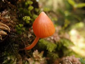 Entoloma quadratum(方孢粉褶菌)