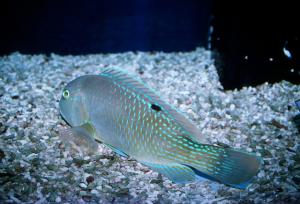 <a href="https://fishdb.sinica.edu.tw/muse/digi_object/e6e01e7a7396d1b2949c016cc50648de" target="_blank">Choerodon schoenleinii@fishdb-media-698／陳靜怡</a>