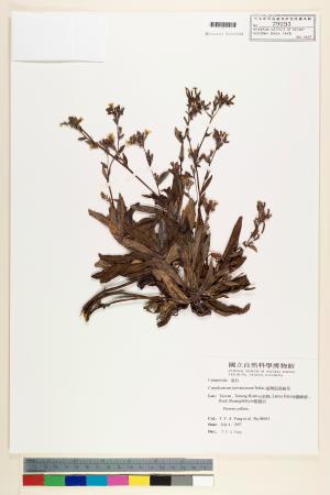 <a href="https://brmas.openmuseum.tw/muse/digi_object/fda0c1d19a17c6f619a299638bdf1255" target="_blank">台灣假黃鵪菜／中央研究院生物多樣性研究博物館植物標本館 (HAST)</a>