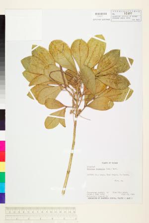 <a href="https://brmas.openmuseum.tw/muse/digi_object/fda991a71a861707f6a04468045a73ff" target="_blank">假三腳虌／中央研究院生物多樣性研究博物館植物標本館 (HAST)</a>