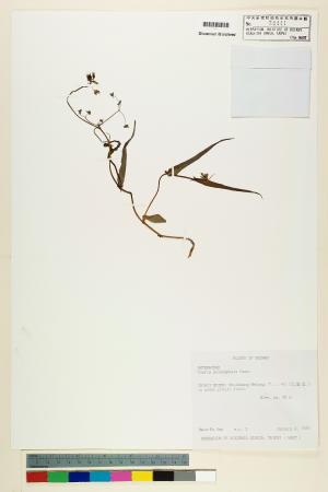 <a href="https://brmas.openmuseum.tw/muse/digi_object/fdb66bbe289979c170b7b6a1341a3a35" target="_blank">多頭苦菜(野剪刀股)／中央研究院生物多樣性研究博物館植物標本館 (HAST)</a>