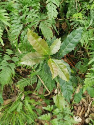 <a href="https://taieol.tw/muse/digi_object/05c3fbd255536f38f36d3b851f84b00b" target="_blank">鼠刺／By：enkn／iNaturalist</a>