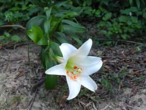 <a href="https://taieol.tw/muse/digi_object/9ff169543e447f3fda92965778a16b66" target="_blank">野百合／By：chenshu／iNaturalist</a>
