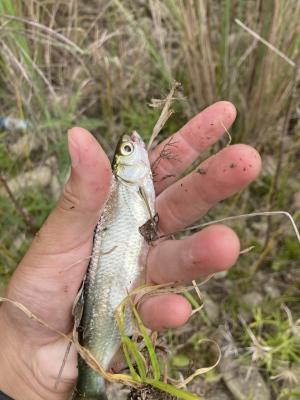 <a href="https://taieol.tw/muse/digi_object/57e3a3b6c819c584a28786a415dc868e" target="_blank">䱗／By：chendada／iNaturalist</a>