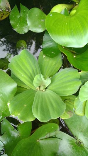 <a href="https://taieol.tw/muse/digi_object/ab7fcd61f62a23c8ee4bcf9e11e0b410" target="_blank">大萍／By：mimilailai001／iNaturalist</a>