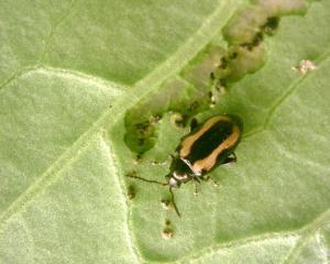 <a href="https://taieol.tw/muse/digi_object/31d25240df80e33d305b55b1f2f1a3ee" target="_blank">黃條葉蚤／By：naturalist23639／iNaturalist</a>