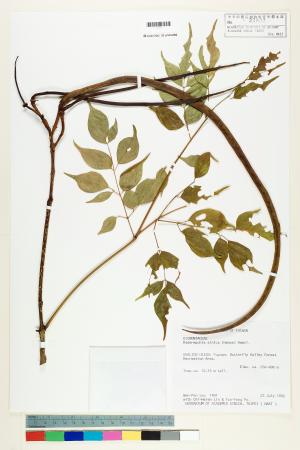 <a href="https://brmas.openmuseum.tw/muse/digi_object/fe0dbbb7f29126fee8df1d519f421086" target="_blank">山菜豆／中央研究院生物多樣性研究博物館植物標本館 (HAST)</a>