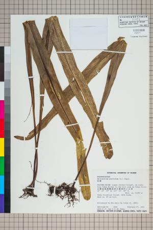 <a href="https://brmas.openmuseum.tw/muse/digi_object/fe17447ca3613cf24b37e45564fa58a5" target="_blank">星蕨／中央研究院生物多樣性研究博物館植物標本館 (HAST)</a>