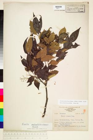 <a href="https://brmas.openmuseum.tw/muse/digi_object/fe184aeb71043a9cbcd5dd9295e0a68d" target="_blank">臭辣樹(賊仔樹)／中央研究院生物多樣性研究博物館植物標本館 (HAST)</a>