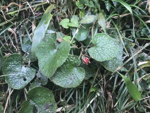 <a href="https://taieol.tw/muse/digi_object/95236eda9375dcf570942cb43a4f5f4f" target="_blank">寒莓／By：pelser／iNaturalist</a>